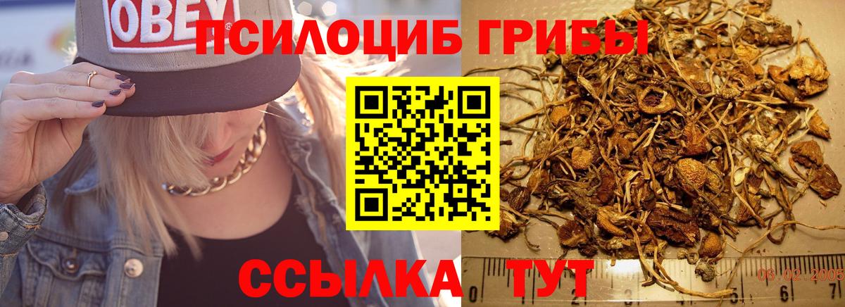 Псилоцибиновые грибы Psilocybe Еманжелинск